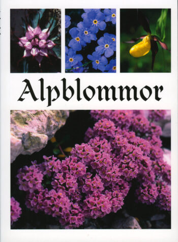 Alpblommor